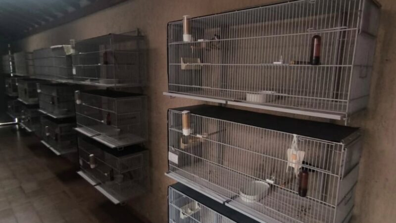 POLÍCIA FEDERAL DEFLAGRA OPERAÇÃO CONTRA TRÁFICO DE AVES E RESGATA 13 ANIMAIS EM SÃO BERNARDO