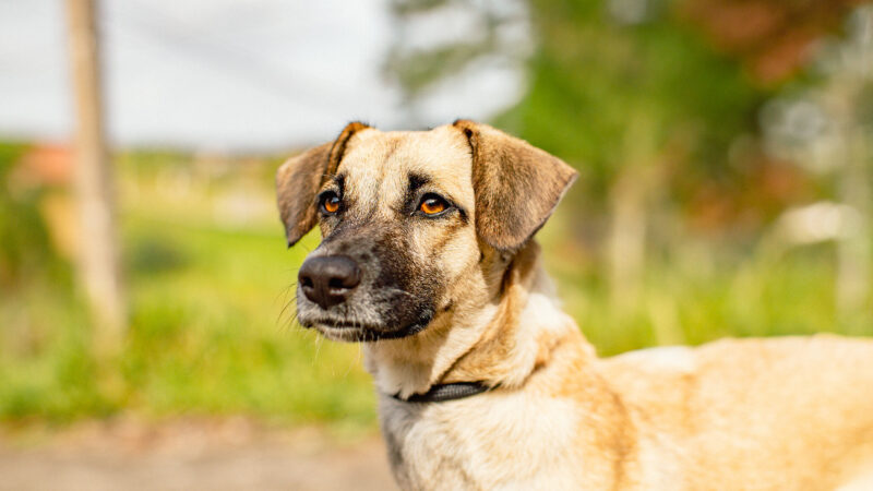 GUARAREMA MANTÉM CADASTRO ABERTO PARA CASTRAÇÃO GRATUITA DE CÃES E GATOS