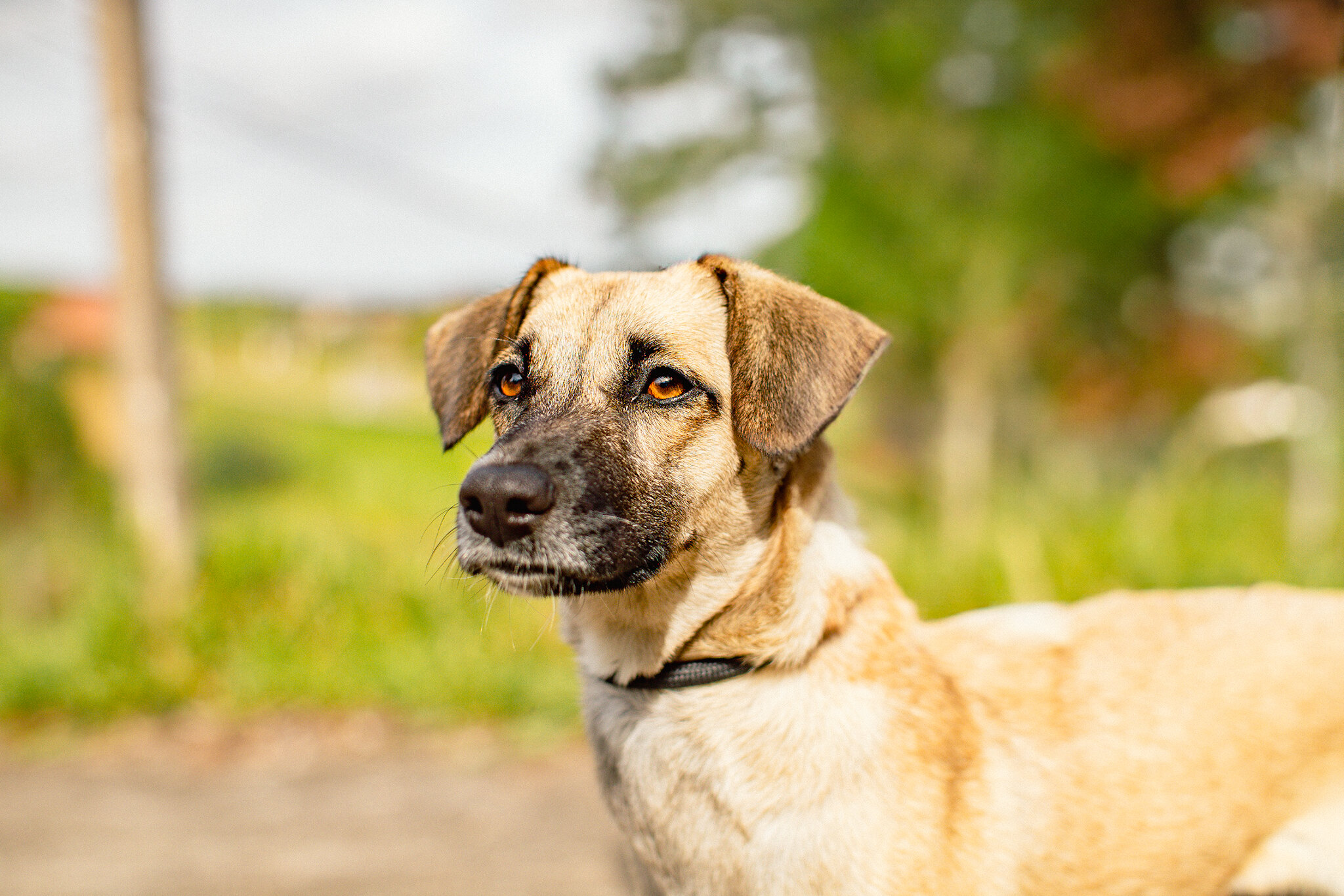 GUARAREMA MANTÉM CADASTRO ABERTO PARA CASTRAÇÃO GRATUITA DE CÃES E GATOS