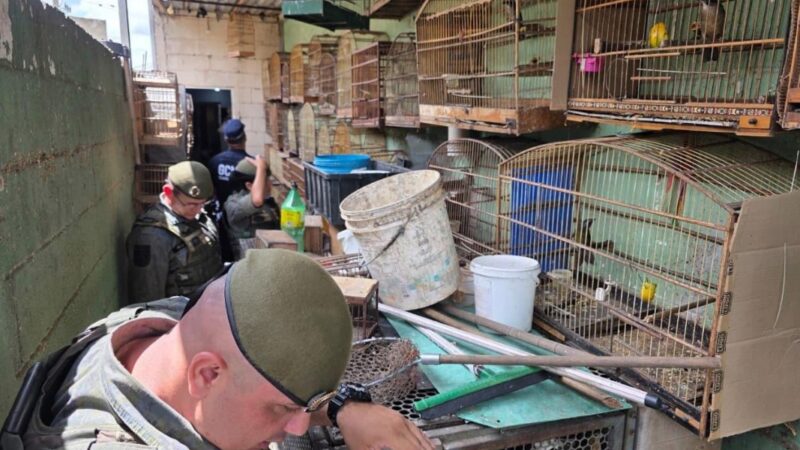 GCM DE GUARULHOS APREENDE MAIS DE 130 PÁSSAROS E RESGATA BICHOS-PREGUIÇA