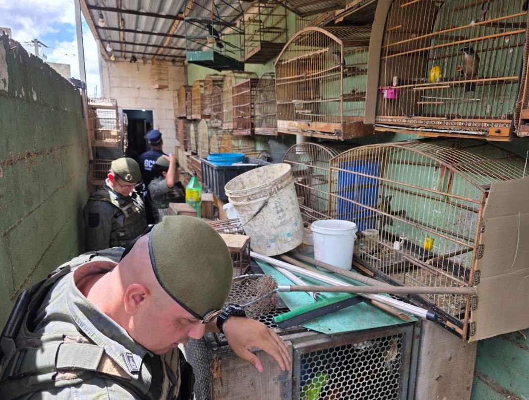 GCM DE GUARULHOS APREENDE MAIS DE 130 PÁSSAROS E RESGATA BICHOS-PREGUIÇA