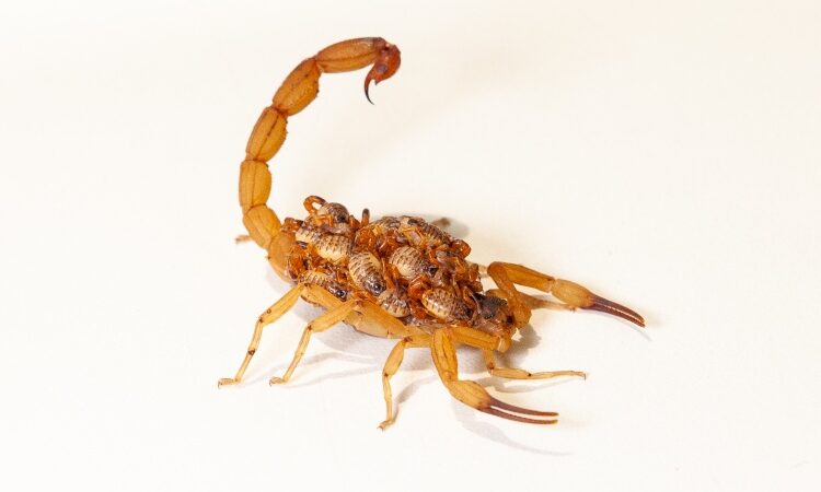 ESTADO DE SÃO PAULO ALERTA PARA AUMENTO DE ACIDENTES COM ESCORPIÕES NO VERÃO