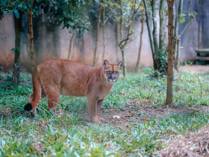 ZOOLÓGICO DE SÃO BERNARDO REGISTRA RESGATE E TRATAMENTO DE 376 ANIMAIS EM 2025