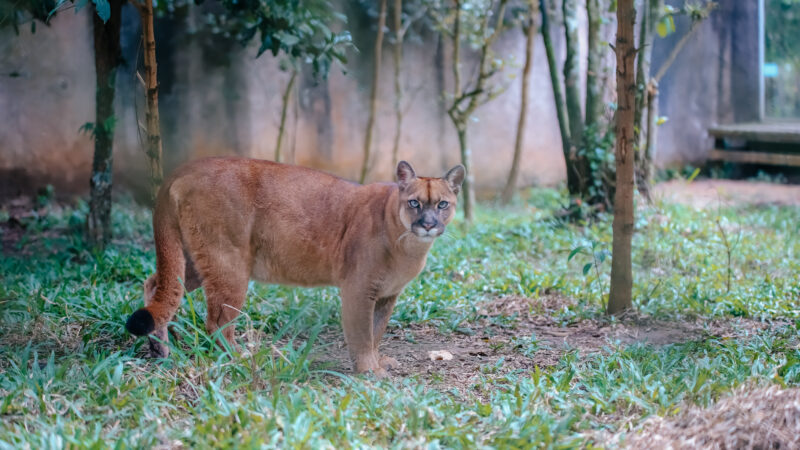 ZOOLÓGICO DE SÃO BERNARDO REGISTRA RESGATE E TRATAMENTO DE 376 ANIMAIS EM 2025