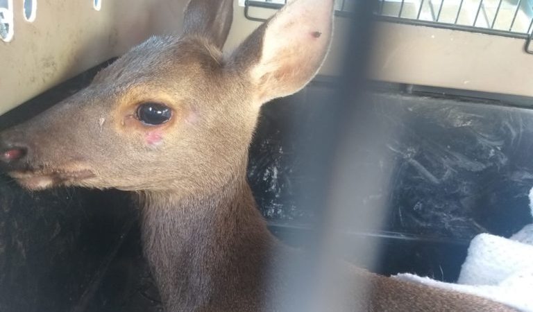 VEADO-CATINGUEIRO É RESGATADO NA VIZINHA SANTO ANDRÉ