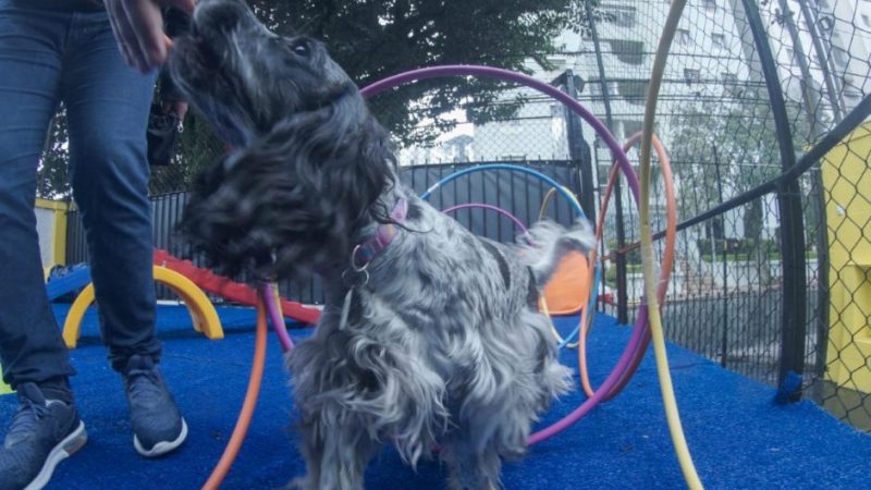 POINT DOS PETS OFERECE WORKSHOP GRATUITO SOBRE ADESTRAMENTO NESTE SÁBADO