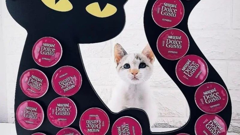 Á CONHECE A LOJA TEMÁTICA PARA GATOS? É AQUI EM SÃO BERNARDO!
