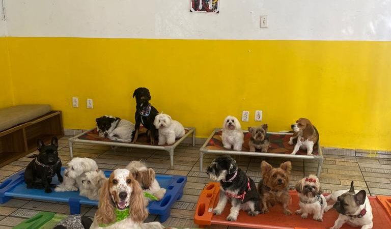 POINT DOS PETS OFERECE HOSPEDAGEM PARA SEU MELHOR AMIGO NESTE FINAL DE ANO!!