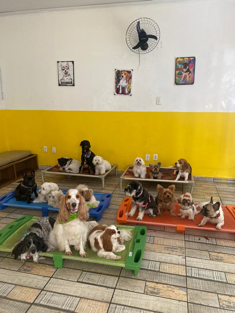 POINT DOS PETS OFERECE HOSPEDAGEM PARA SEU MELHOR AMIGO NESTE FINAL DE ANO!!