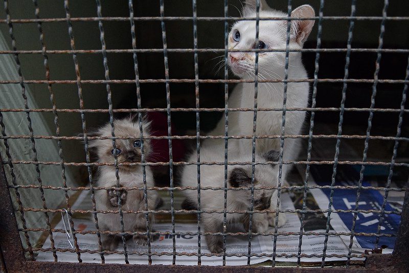 DIADEMA TERÁ FEIRA DE ADOÇÃO DE ANIMAIS NO SHOPPING PRAÇA DA MOÇA NO PRÓXIMO DOMINGO (28/08)