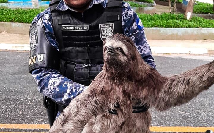 BICHO-PREGUIÇA É RESGATADO NA VIZINHA SÃO CAETANO