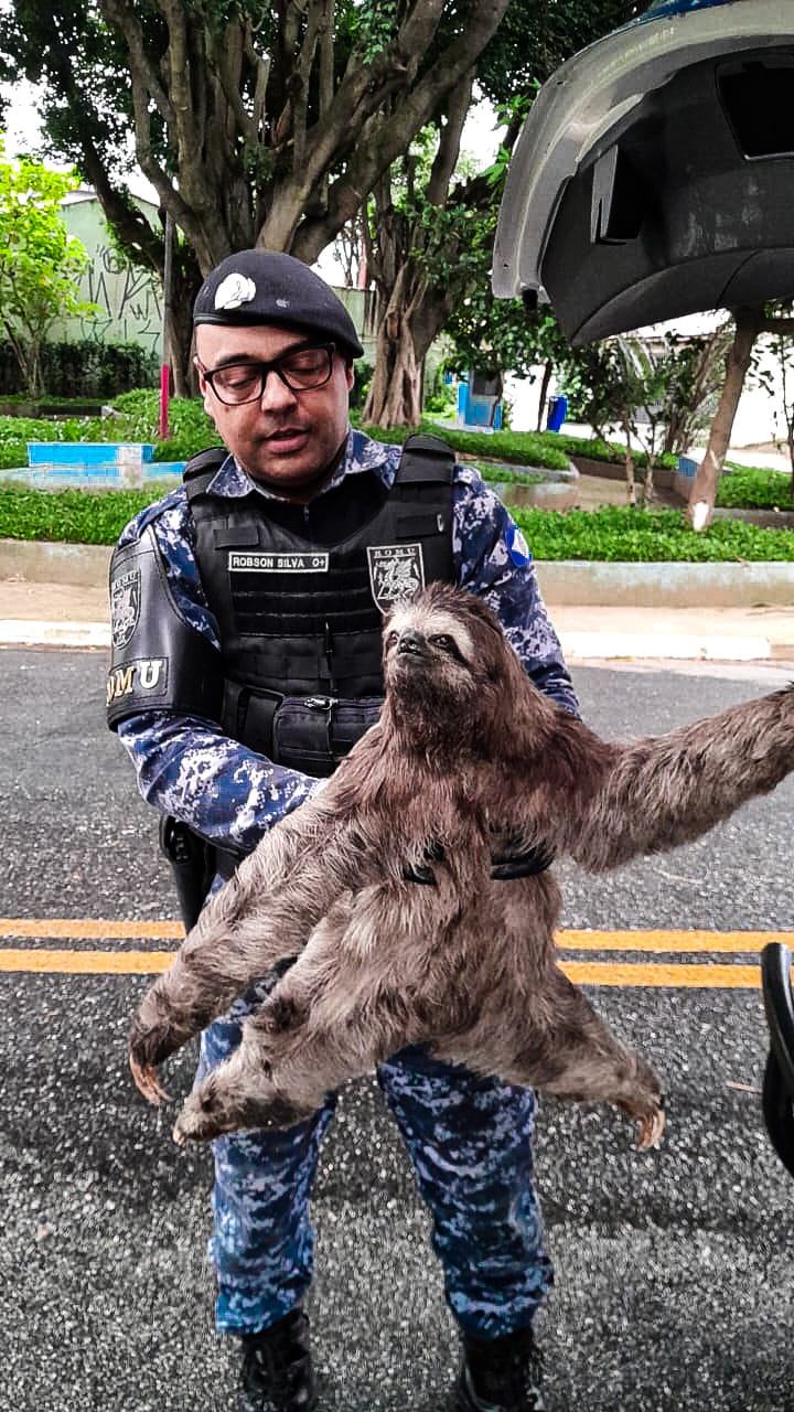 BICHO-PREGUIÇA É RESGATADO NA VIZINHA SÃO CAETANO