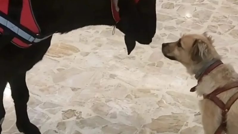 EM SANTO ANDRÉ, CLIENTE SURPREENDE AO LEVAR BODE DE BONÉ E COLEIRA PARA PASSEIO NO SHOPPING