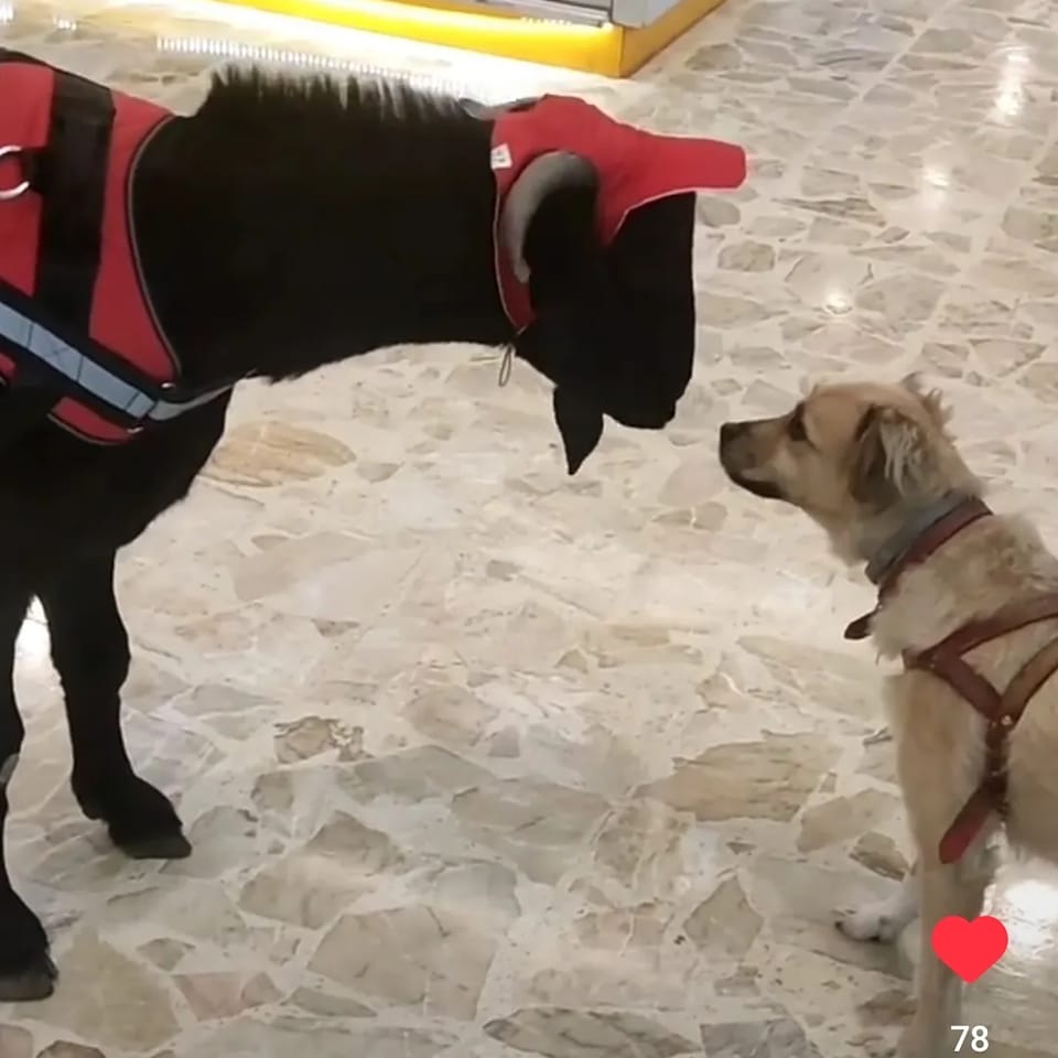 EM SANTO ANDRÉ, CLIENTE SURPREENDE AO LEVAR BODE DE BONÉ E COLEIRA PARA PASSEIO NO SHOPPING