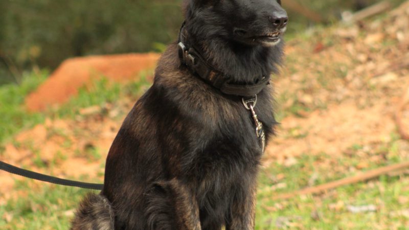 CÃO K9 APOLLO DA GCM DE RIO GRANDE DA SERRA CONQUISTA TÍTULO EM BUSCA DE DESAPARECIDOS