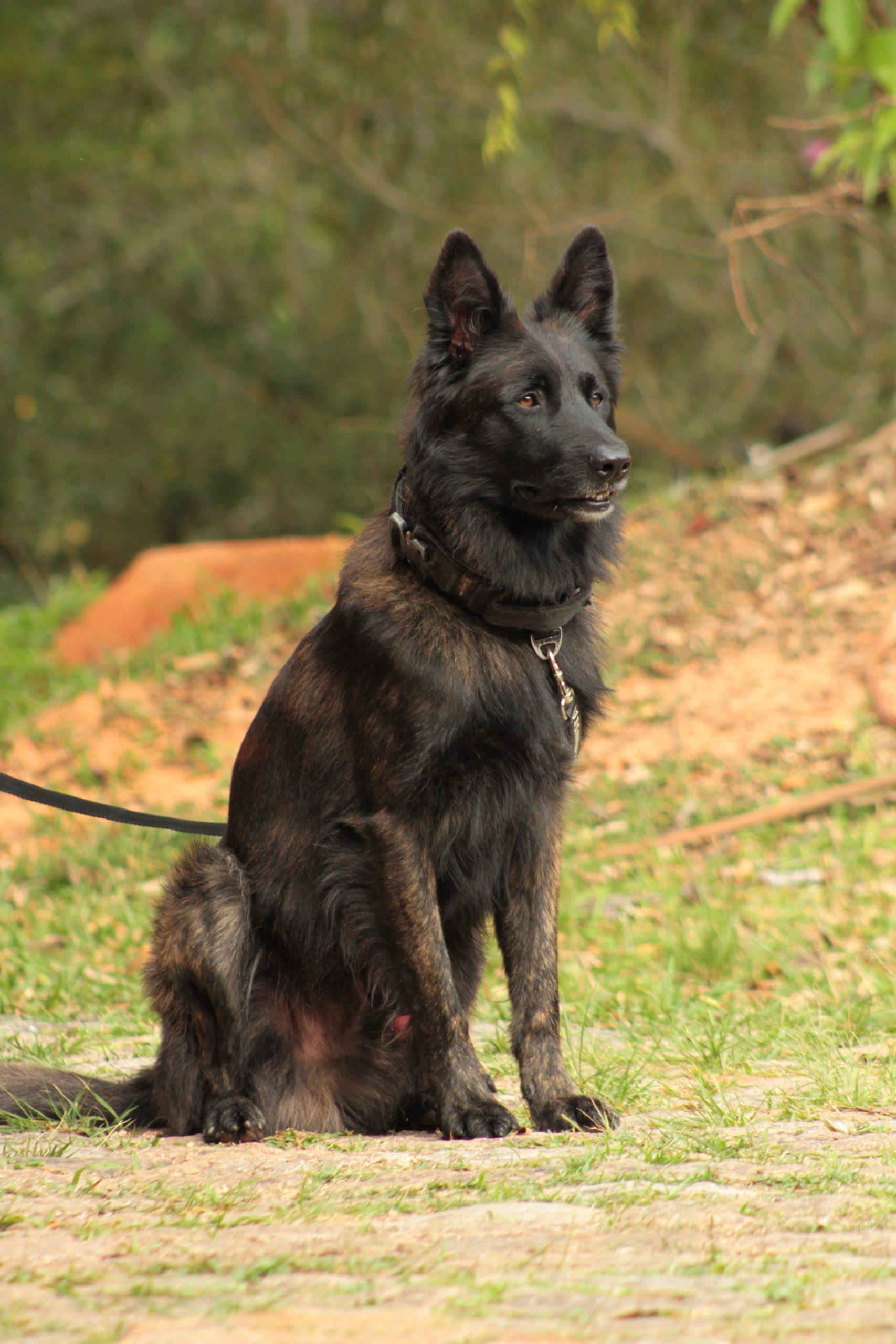 CÃO K9 APOLLO DA GCM DE RIO GRANDE DA SERRA CONQUISTA TÍTULO EM BUSCA DE DESAPARECIDOS