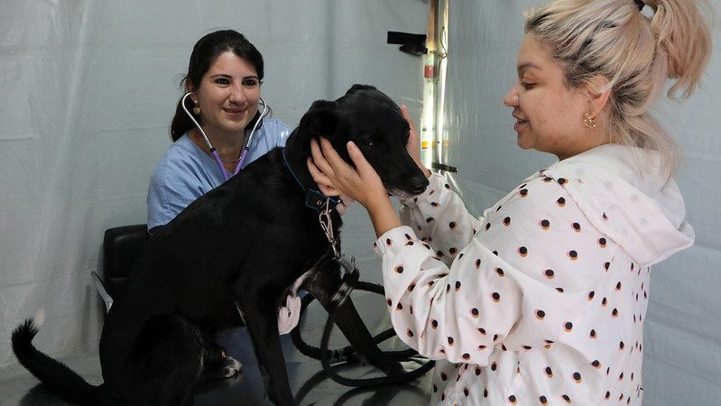 DIADEMA INICIA CAMPANHA DE CASTRAÇÃO ANIMAL