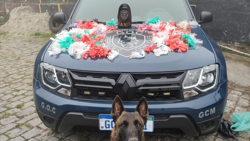 O CÃO K9 YURI DA GUARDA MUNICIPAL DE RIO GRANDE DA SERRA AUXILIA NA APREENSÃO DE GRANDE QUANTIDADE DE DROGAS