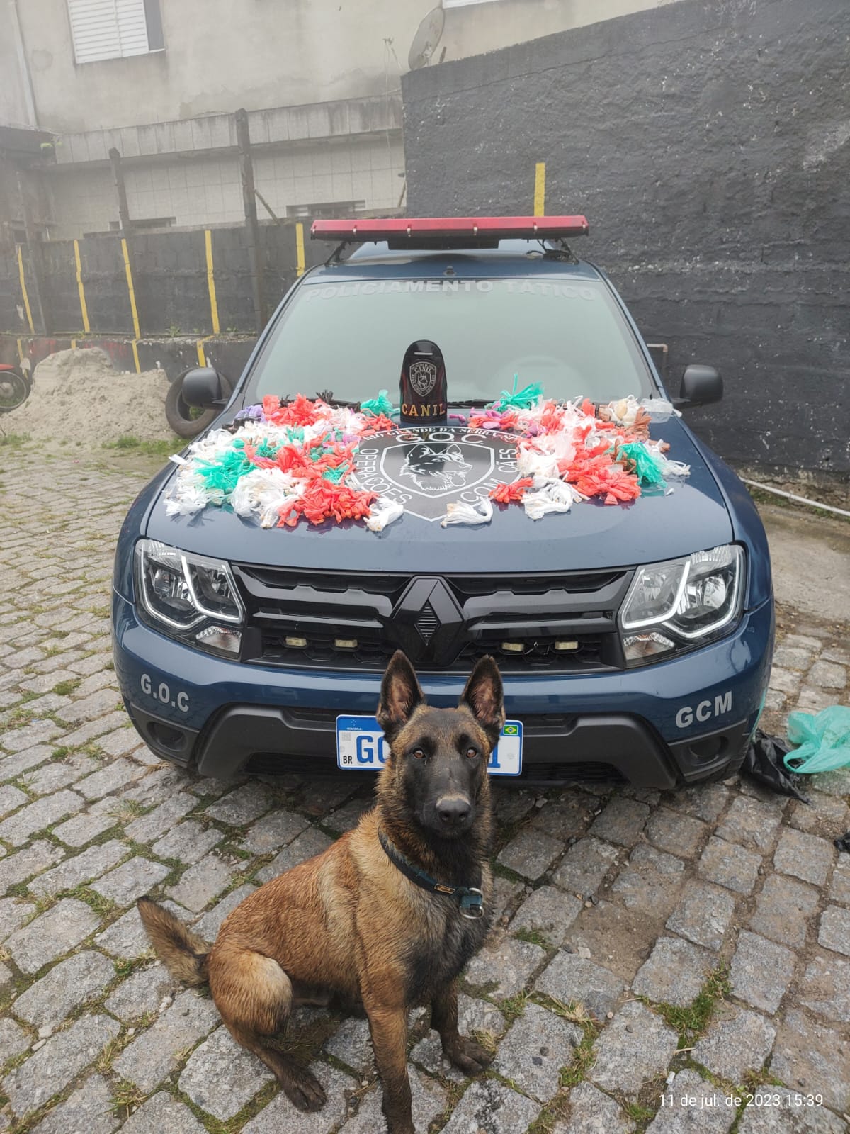 O CÃO K9 YURI DA GUARDA MUNICIPAL DE RIO GRANDE DA SERRA AUXILIA NA APREENSÃO DE GRANDE QUANTIDADE DE DROGAS