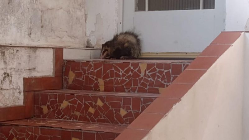 SEGUIDORAS RESGATAM GAMBÁ PERDIDO E ASSUSTADO NO CENTRO DE DIADEMA