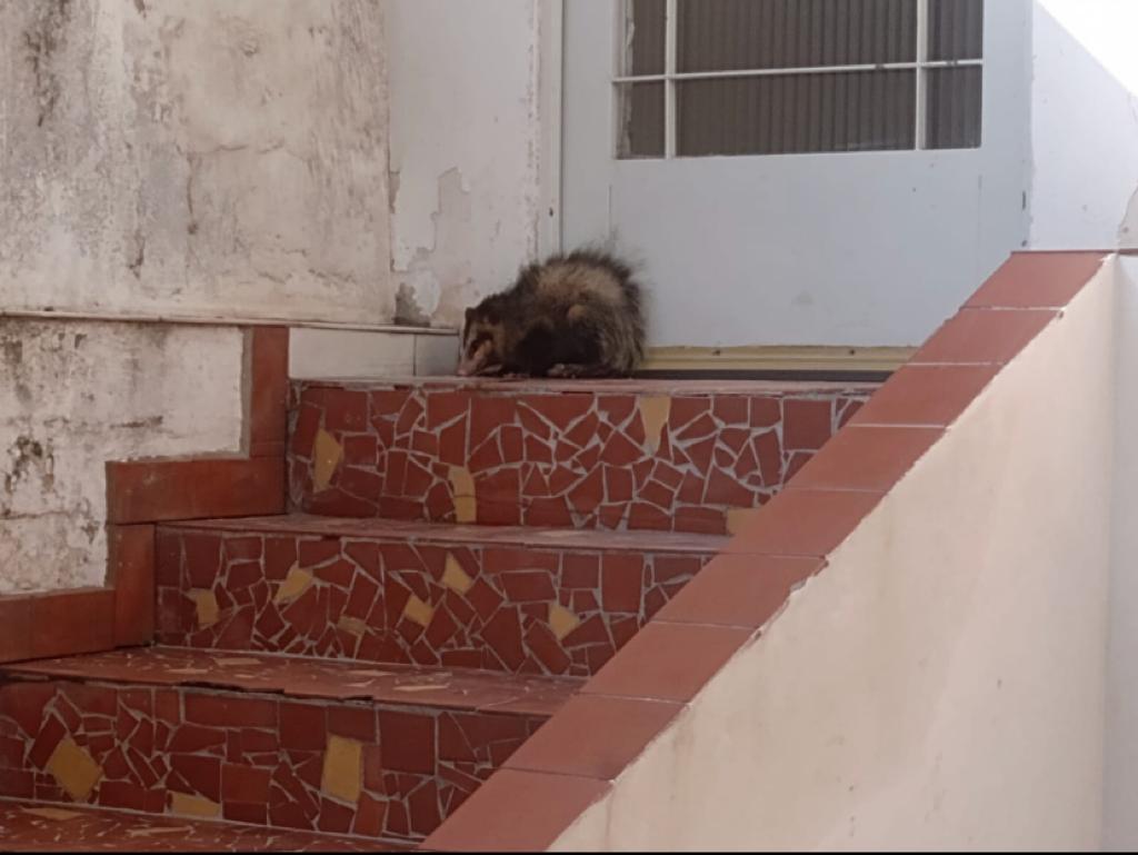 SEGUIDORAS RESGATAM GAMBÁ PERDIDO E ASSUSTADO NO CENTRO DE DIADEMA