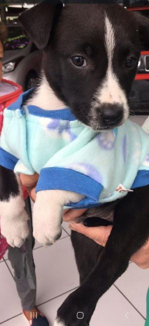 ATRIUM SHOPPING AGITA FIM DE SEMANA COM SELETIVA DE DESFILE, FEIRA DE ADOÇÃO DE PETS E AULA DE DANÇA