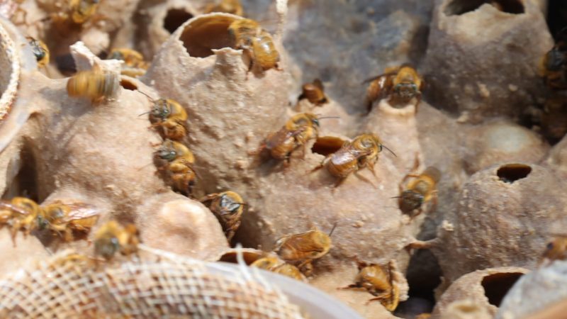 MAUÁ APRESENTA AO PÚBLICO O JARDIM DAS ABELHAS NO PARQUE ECOLÓGICO DO GUAPITUBA