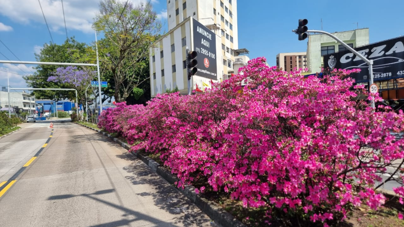 AZALEIAS FLORESCEM NO CORREDOR METROPOLITANO ABD COM A CHEGADA DA PRIMAVERA
