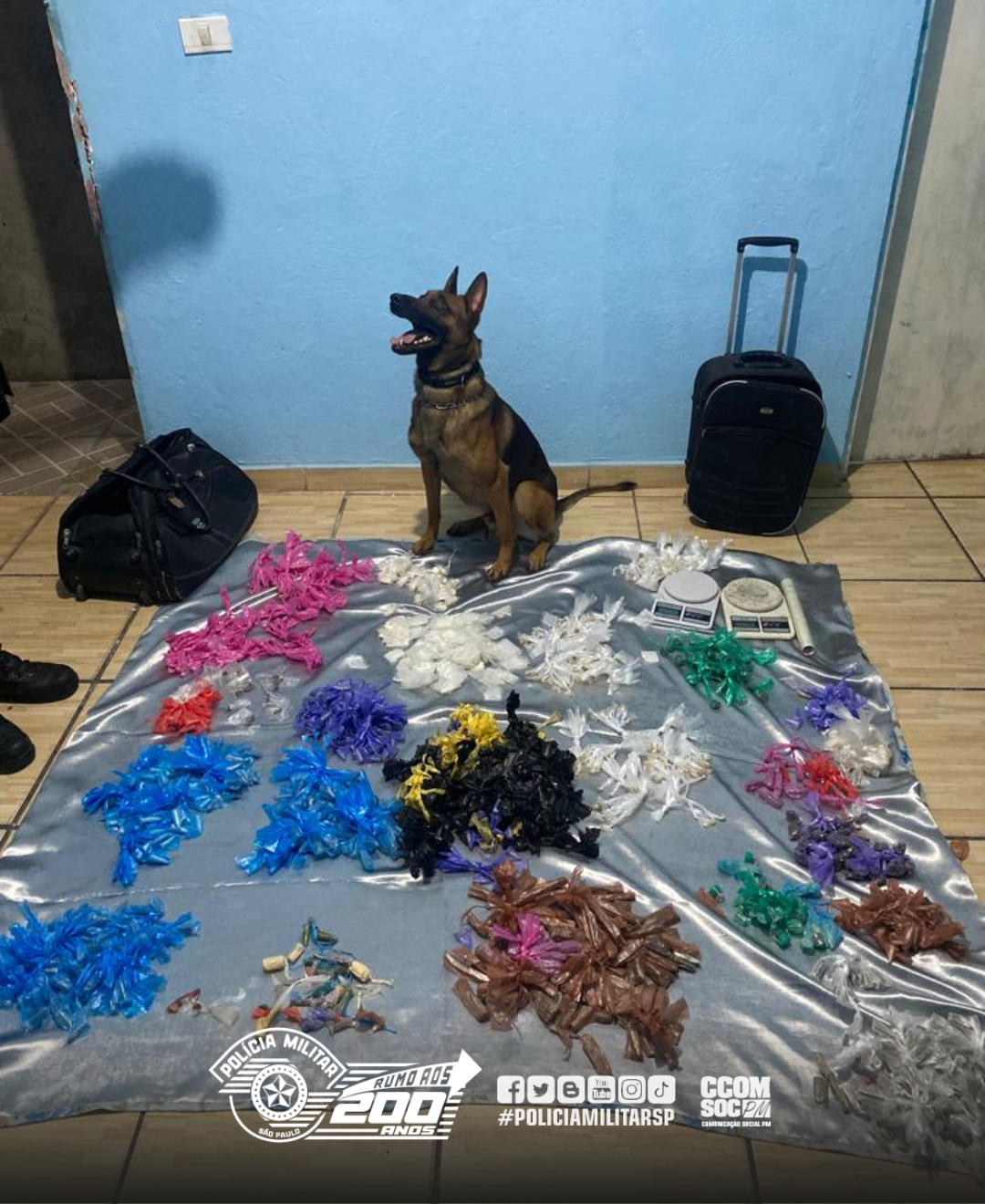 CÃO FAREJADOR AXEL AUXILIA NA APREENSÃO DE 1,8 MIL PORÇÕES DE DROGAS EM DIADEMA