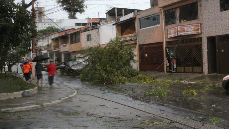 BOMBEIROS SALVAM PESSOAS PRESAS EM CARRO APÓS QUEDA DE ÁRVORE EM DIADEMA
