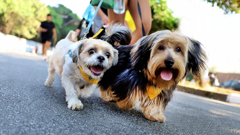 PRAÇA DA MOÇA RECEBE CÃOMINHADA NO DOMINGO