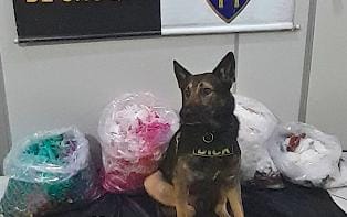 CÃES DO CANIL DA POLÍCIA MILITAR DESCOBREM 18KG DE DROGAS EM SANTO ANDRÉ