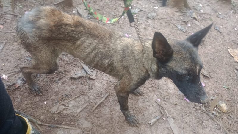 PM AMBIENTAL APLICA MULTA DE R$ 6.000 A MORADOR DE SANTO ANDRÉ POR MAUS TRATOS A CADELA QUE VEIO A ÓBITO
