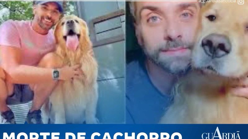 APÓS CÃO MORRER; GOL SUSPENDE TRANSPORTE DE PET NO PORÃO POR 30 DIAS