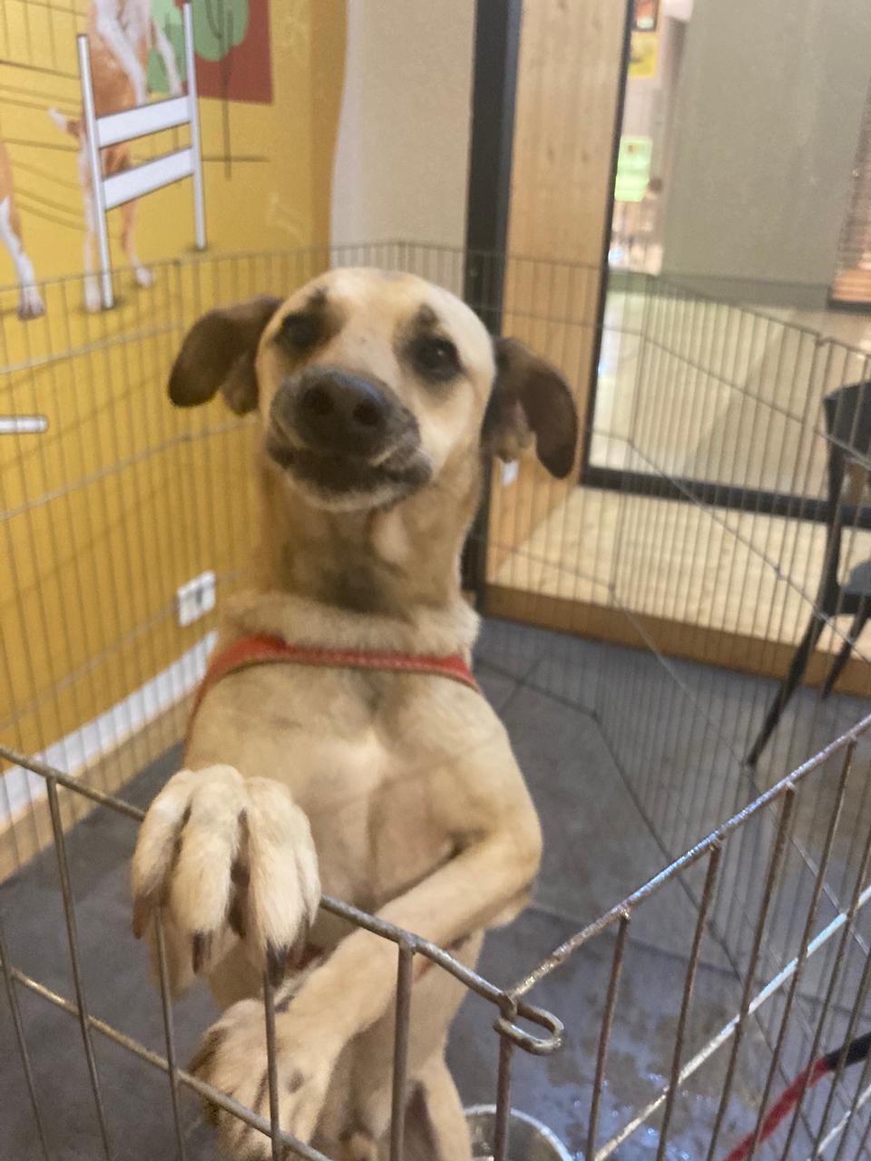 MUNDO PET: GOLDEN SQUARE PROMOVE EVENTO DE ADOÇÃO NO PRÓXIMO SÁBADO EM PARCERIA COM A ONG 100% PROTEÇÃO