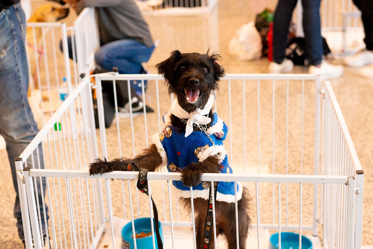 SÃO BERNARDO PLAZA SHOPPING REALIZA MAIS UMA EDIÇÃO DO EVENTO DE ADOÇÃO DE CÃES E GATOS