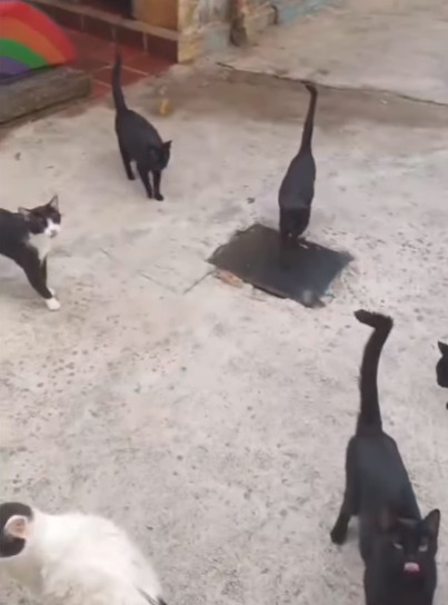 ABRIGO DE GATOS DE SANTO ANDRÉ NECESSITA DE VOLUNTÁRIOS, DOAÇÕES E PESSOAS PARA ADOTAR OS BICHANOS