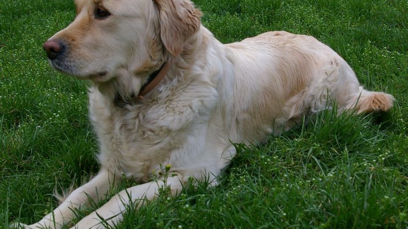 ENCONTRO DE GOLDEN RETRIEVERS ACONTECE EM SANTO ANDRÉ