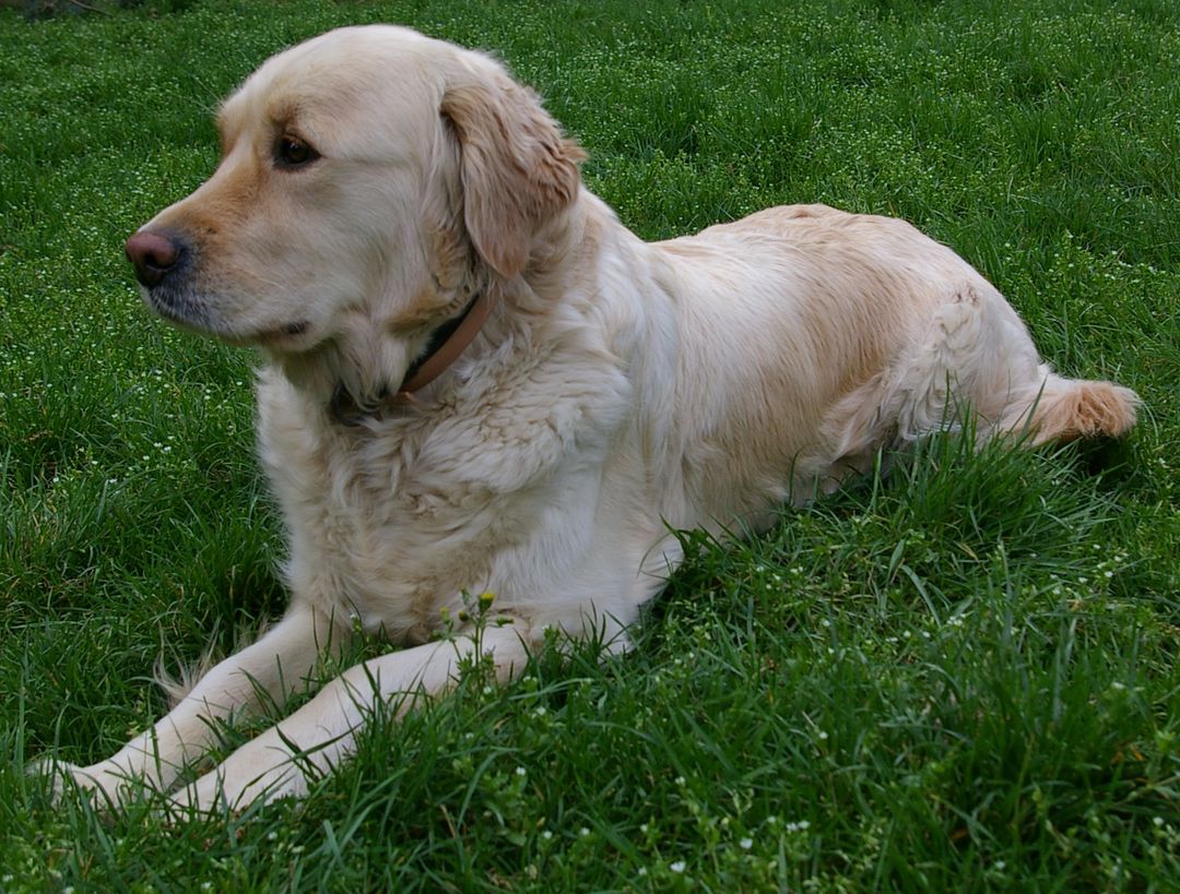 ENCONTRO DE GOLDEN RETRIEVERS ACONTECE EM SANTO ANDRÉ