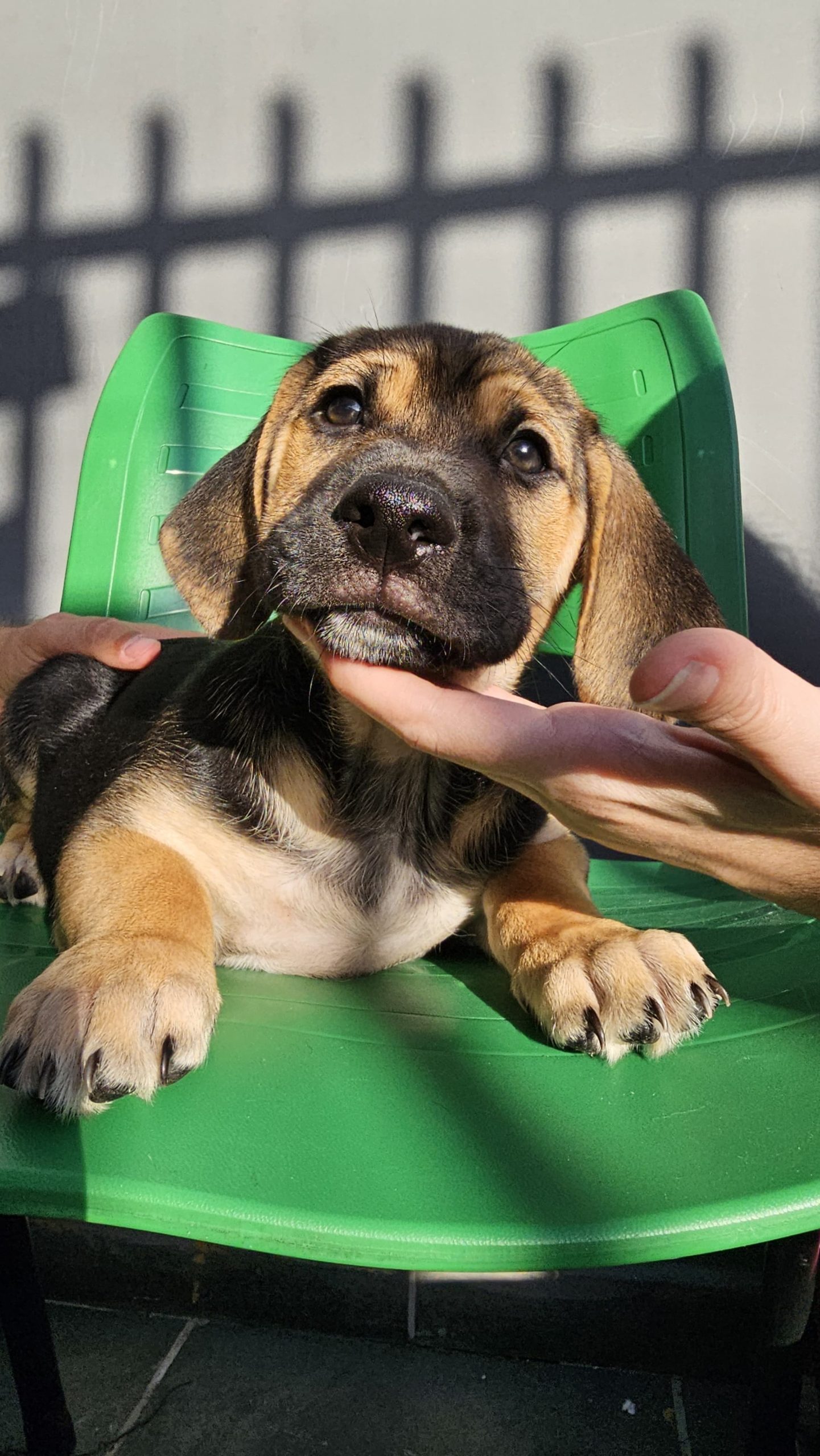 EVENTO DE ADOÇÃO DE CÃES E GATOS ACONTECE NO SÃO BERNARDO PLAZA