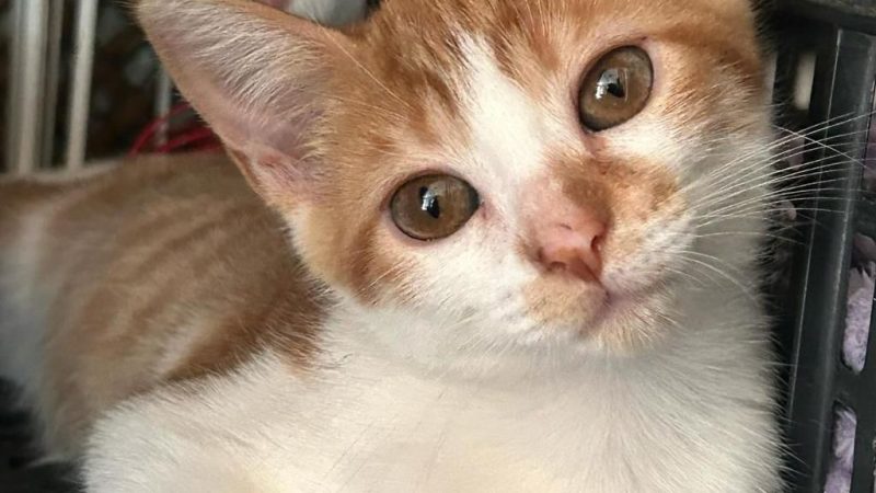 MOGI SHOPPING REALIZA EVENTO MÃE DE PET E ATRAÇÕES INFANTIS NO FIM DE SEMANA