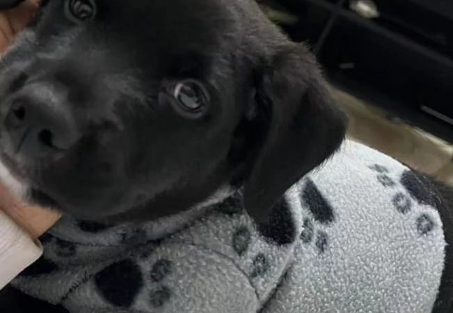 FEIRA DE ADOÇÃO DE ANIMAIS ACONTECE NESTE SÁBADO 08/06