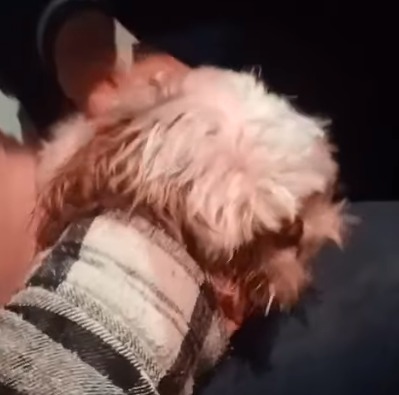 FINAL FELIZ: ADOLESCENTES DEVOLVEM CACHORRO LEVADO NA MARECHAL