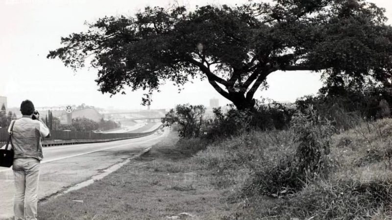 A ÁRVORE DOS CARVOEIROS