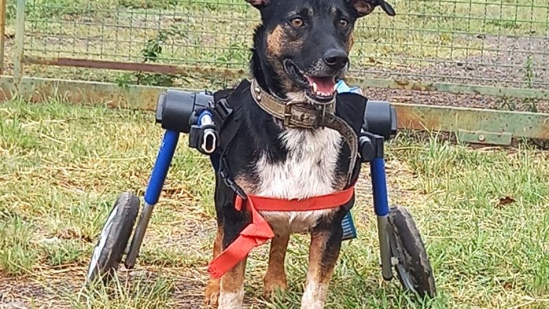 5ª FEIRA DE ADOÇÃO DE PETS COM DEFICIÊNCIA ACONTECE NESTE SÁBADO NO SHOPPING FREI CANECA