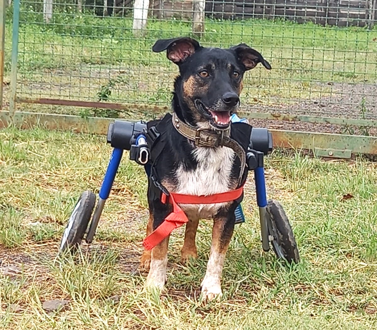 5ª FEIRA DE ADOÇÃO DE PETS COM DEFICIÊNCIA ACONTECE NESTE SÁBADO NO SHOPPING FREI CANECA