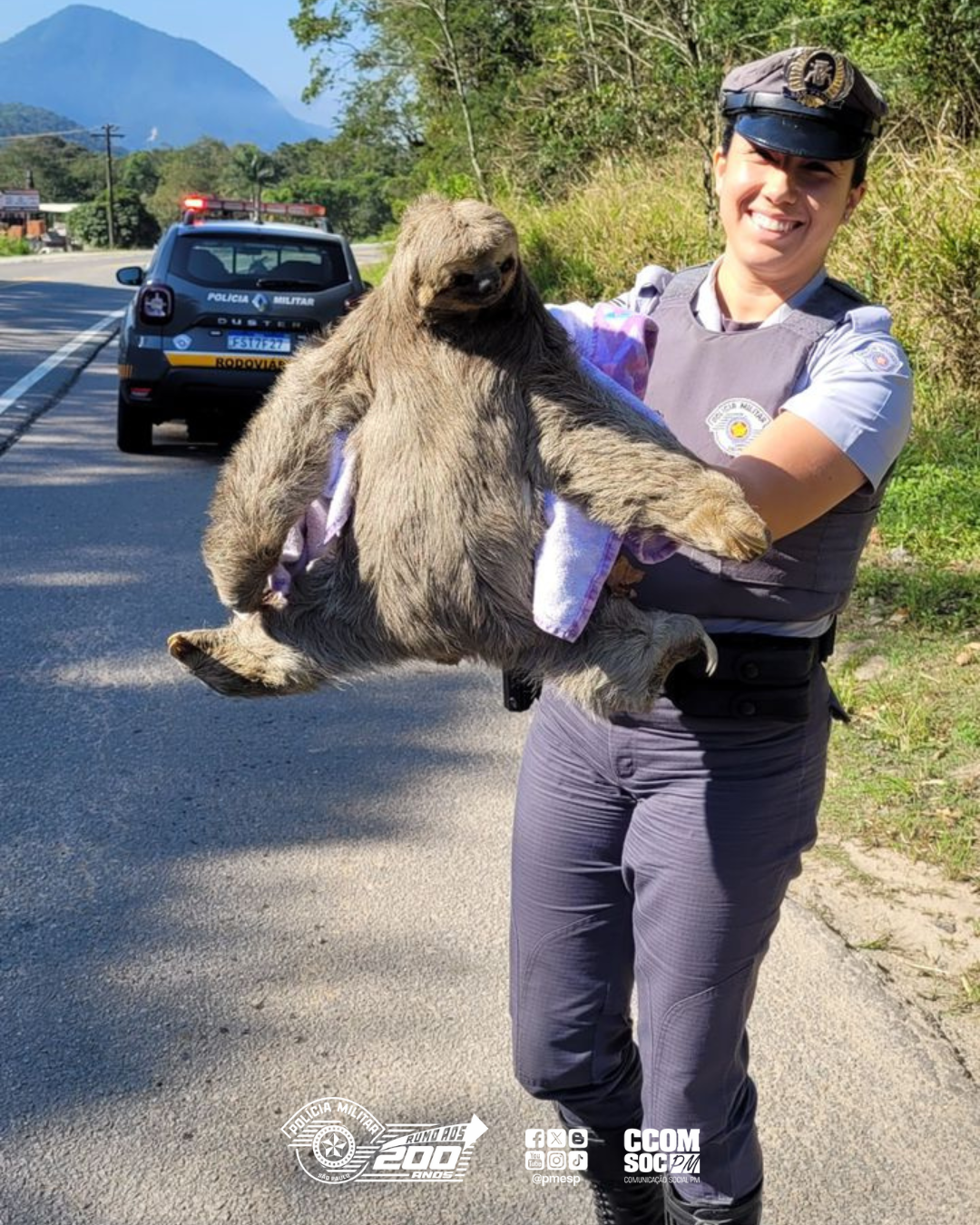 POLÍCIA MILITAR RESGATA BICHO-PREGUIÇA EM RISCO NA RODOVIA SP-055 EM UBATUBA