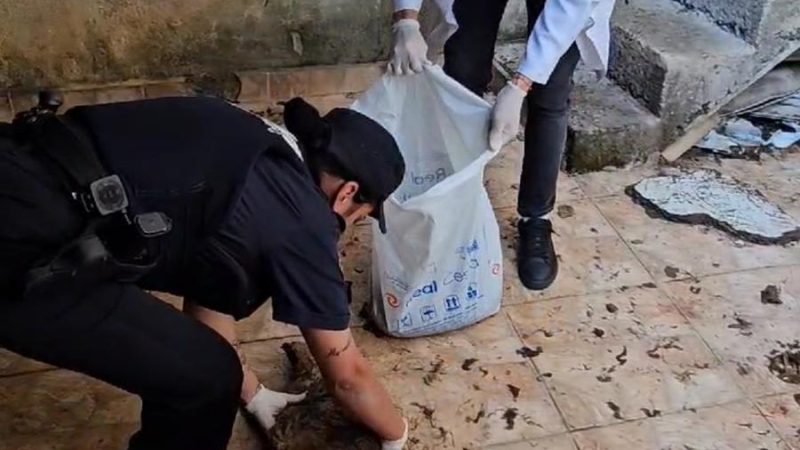 DENÚNCIA DE MAUS-TRATOS RESULTA EM RESGATE DE ANIMAIS EM CONDIÇÕES DEPLORÁVEIS NA VILA SÃO PEDRO