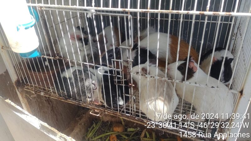 PET SHOP EM SANTO ANDRÉ RECEBE MULTA DE R$ 129 MIL POR MAUS TRATOS A ANIMAIS
