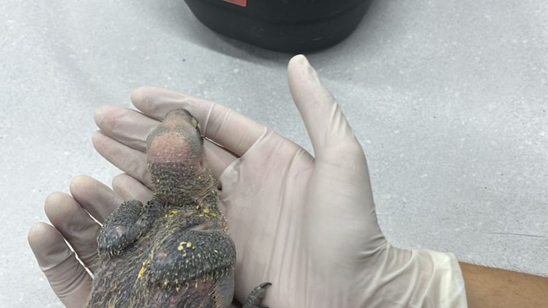 HOMEM QUE VENDIA ANIMAIS SILVESTRES VIA WHATSAPP É PRESO EM DIADEMA